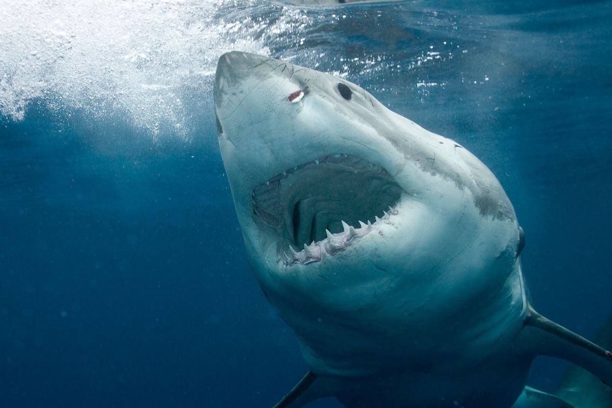 Shark attack off South Africa kills 65-year-old woman