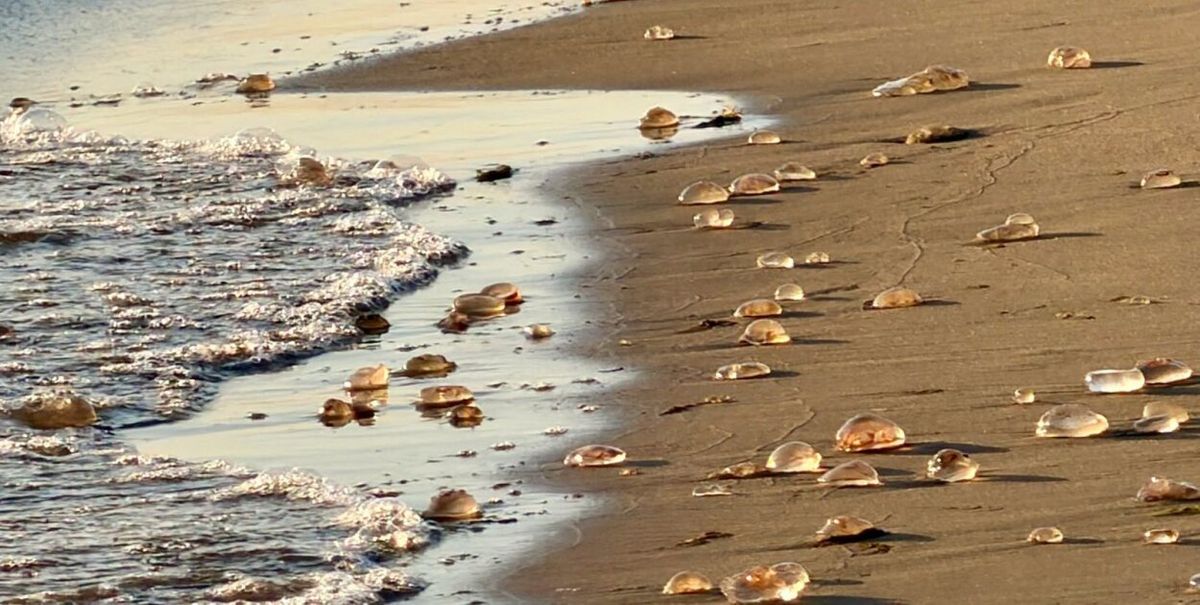 Setki meduz na plażach w Sopocie: czym są i czy są groźne?