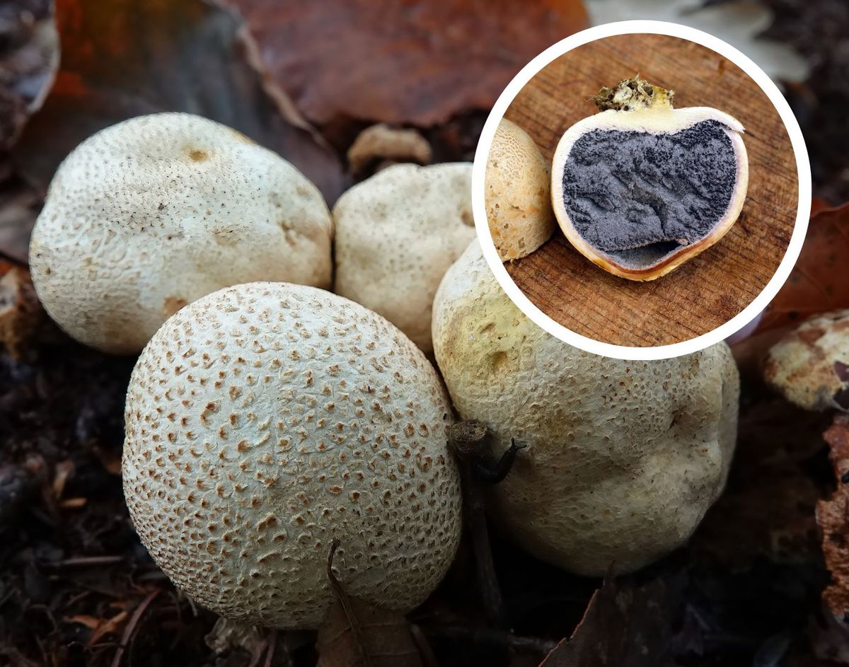 Lemon scutiger looks like a potato but can cause serious poisoning