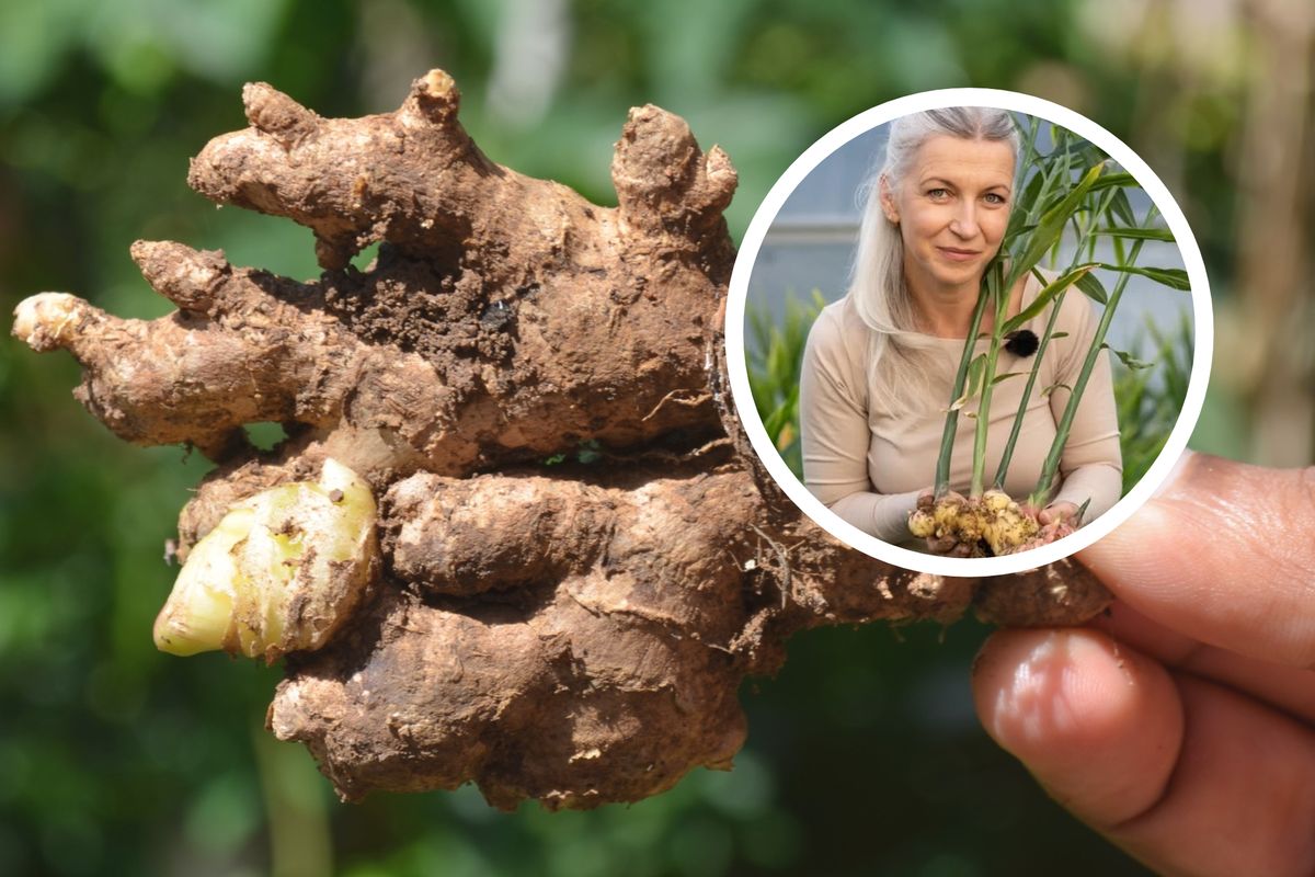 Imbir rośnie pod Nowym Sączem: polska plantacja przyciąga klientów i naukowców