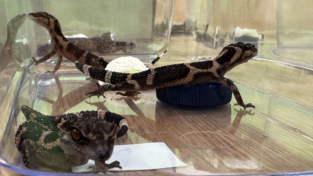 Smuggling of lizards across Belarus border: 41 live reptiles worth ~100,000 zloty