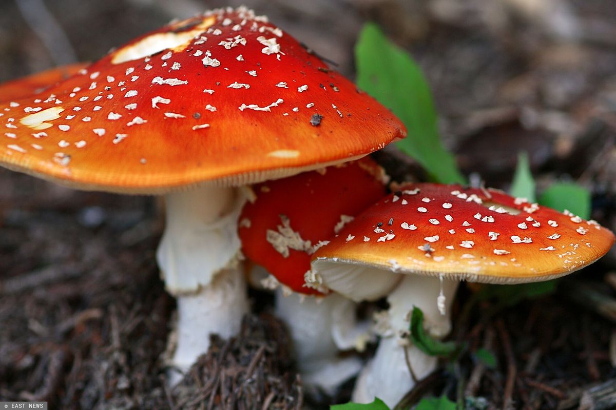 Eating red fly agarics and feeding them to children, expert warns