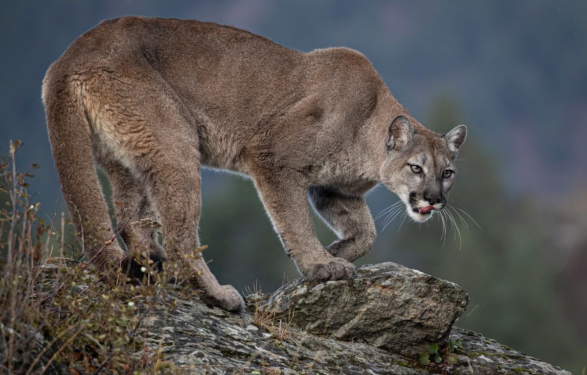 Puma w okolicach lotniska w Monachium: policja szuka drapieżnika