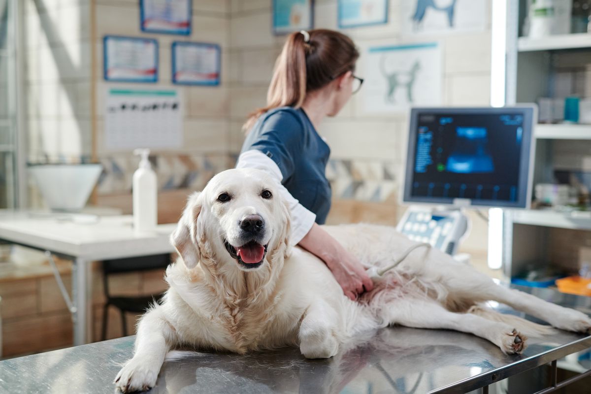 Veterinary care in Sweden is a luxury: dog MRI costs 14,000 zloty