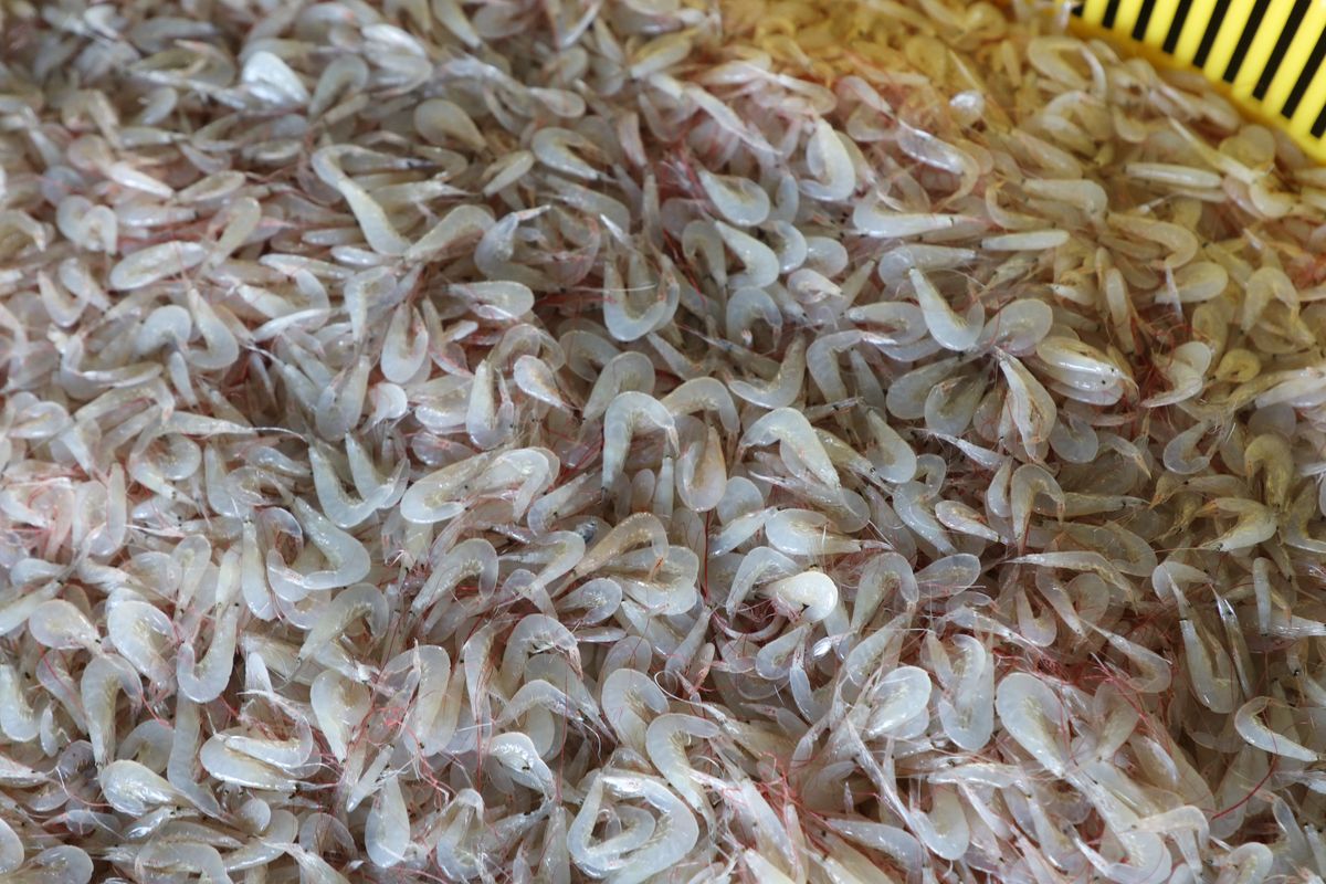 Kryl z PRL-u wraca jako suplement: źródło omega-3 i astaksantyny