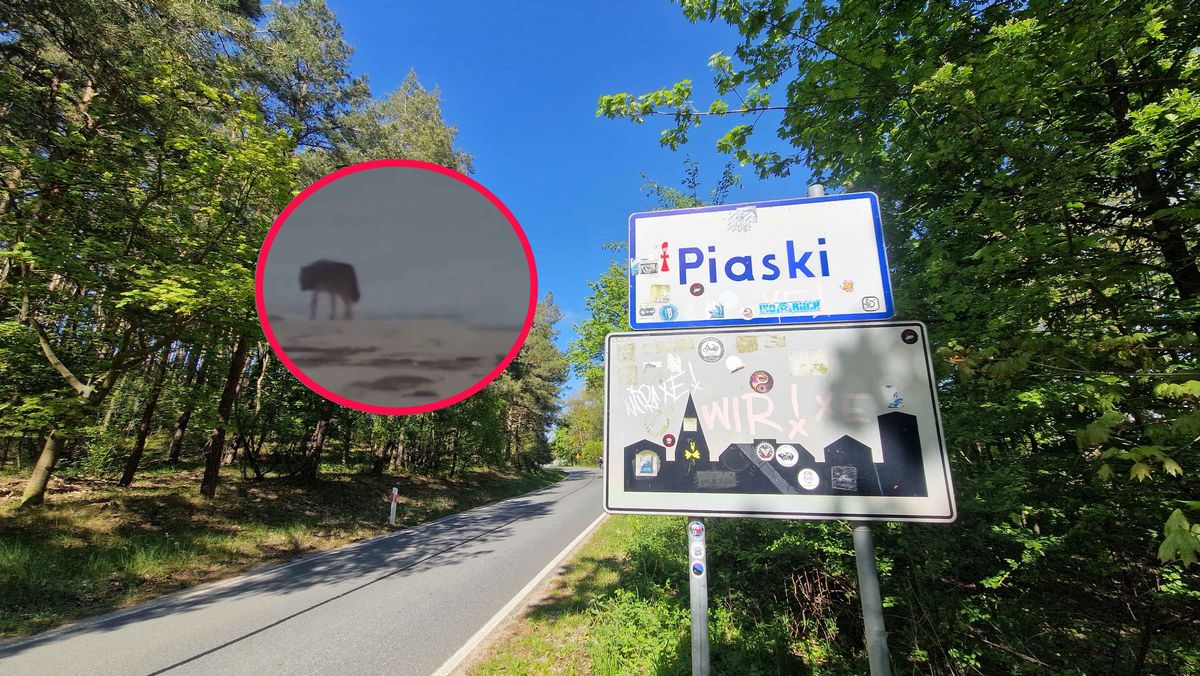 Dzikie zwierzę, najprawdopodobniej wilk, zaatakowało i zabiło psa w lesie na Mierzei Wiślanej