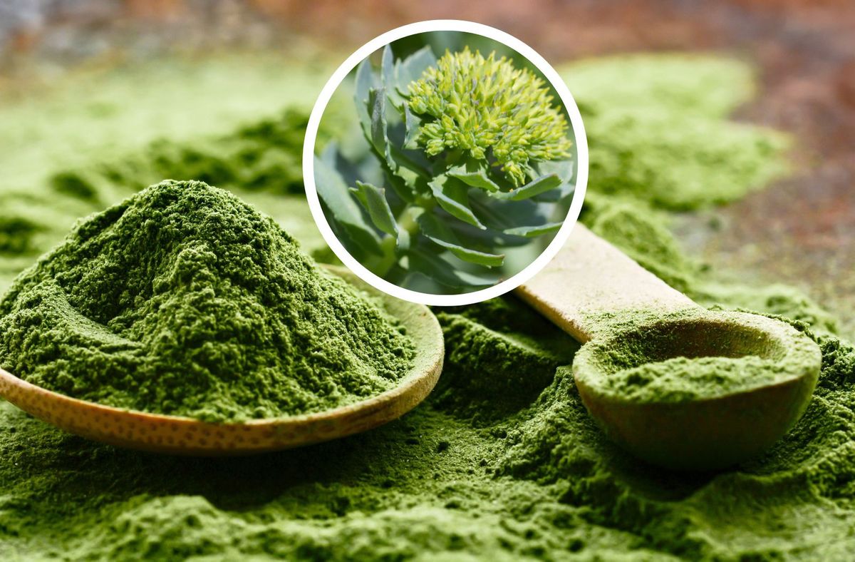 Polska matcha z Podlasia: napój z liści poziomki zamiast zielonej herbaty