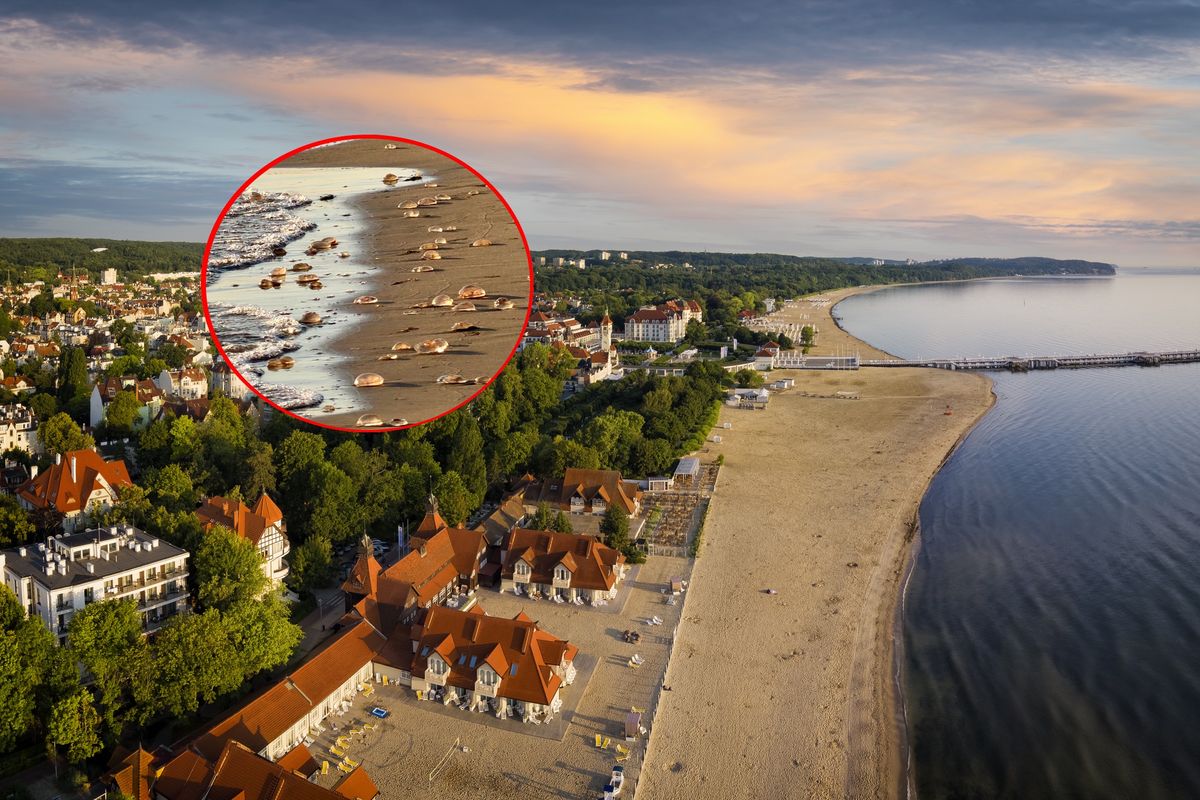 Wysyp meduz w Sopocie: setki chełbi modrej na plaży