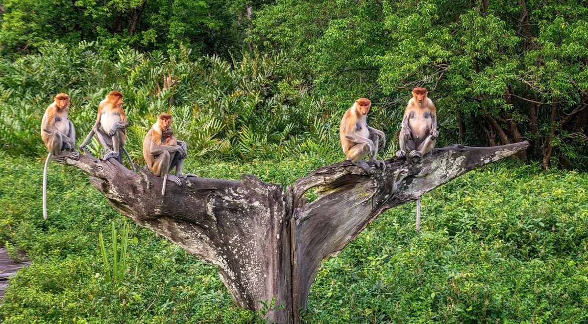 River voyage among crocodiles and jungle night: Borneo and Malaysia expedition