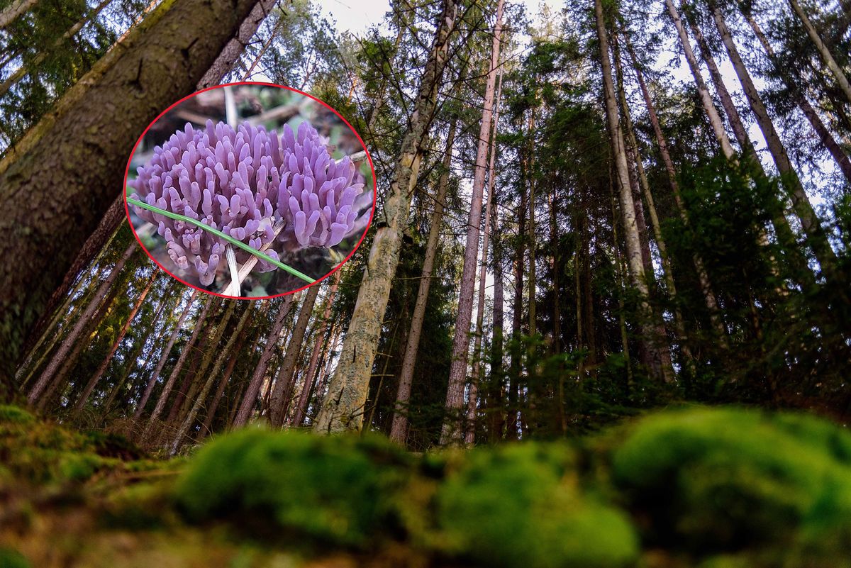 Rare fungus in Poland: violet gomphus found in Wigry National Park