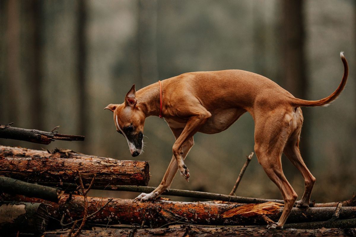 RCB alert in Włocławek: don't touch rabies vaccine capsules dropped from planes