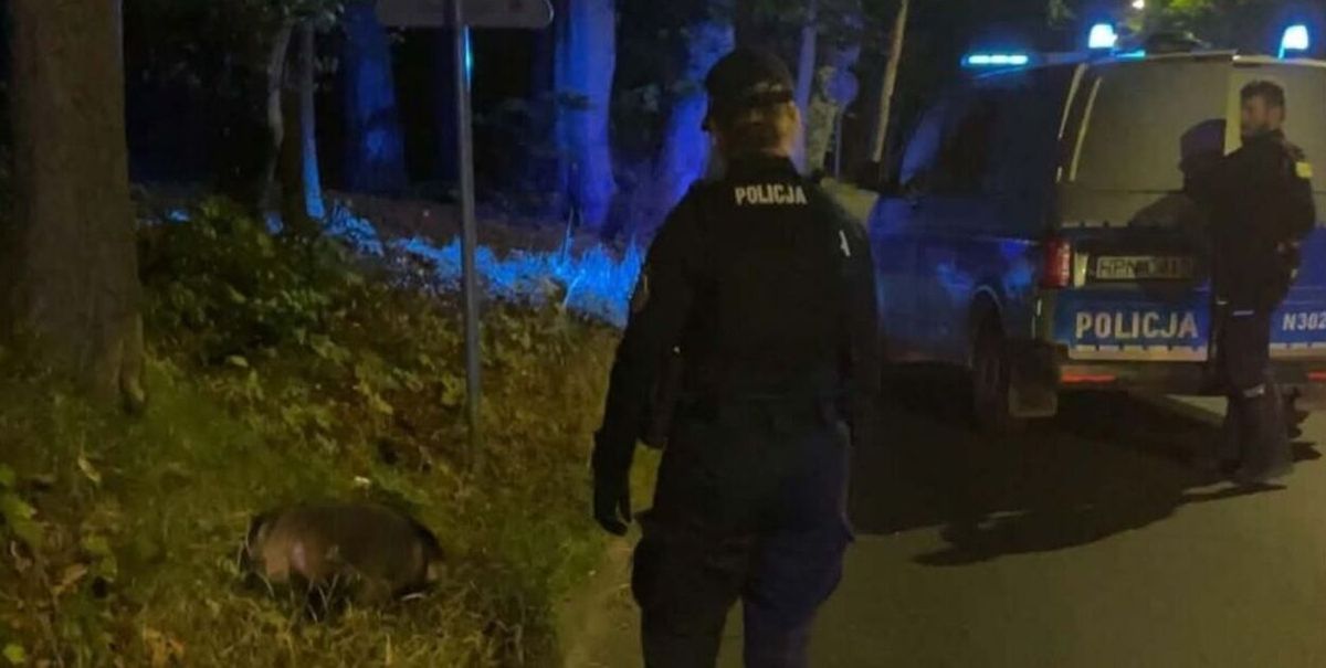 Raccoon blocked traffic on a street in Sopot. Police intervened