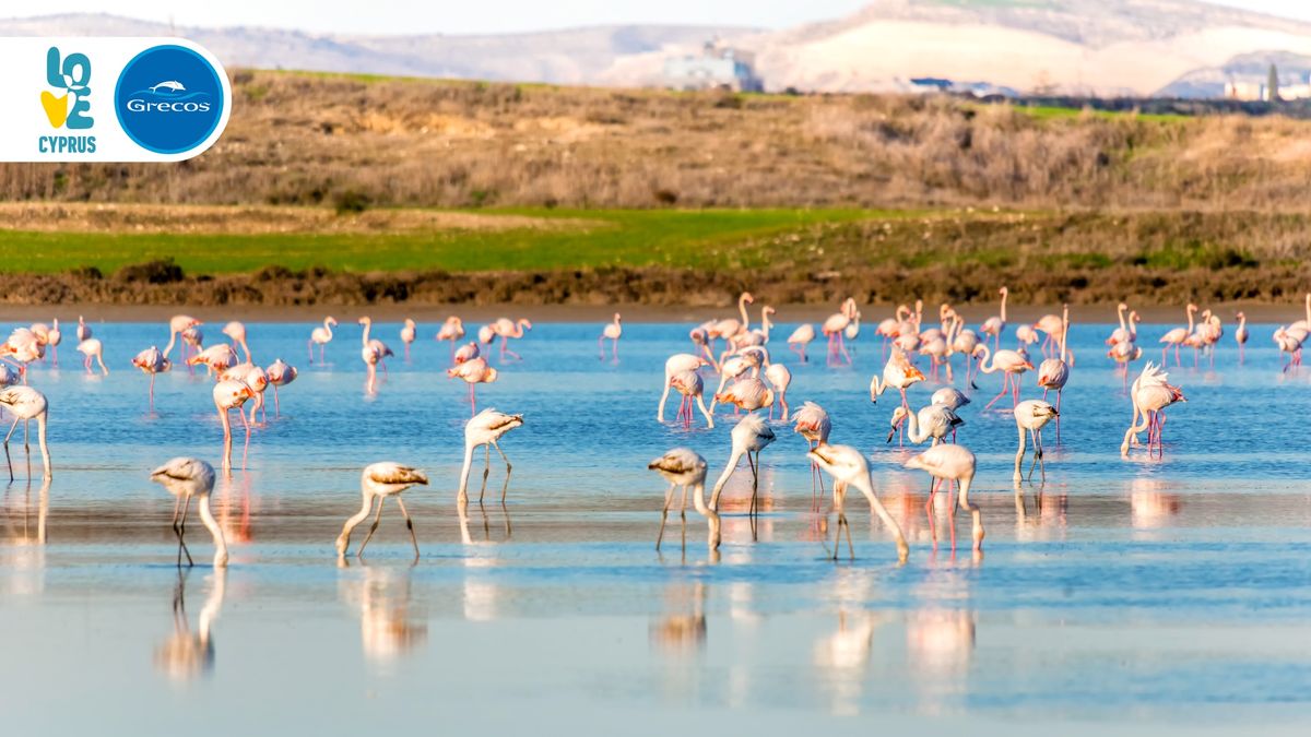 Słone jezioro, flamingi, Larnaka