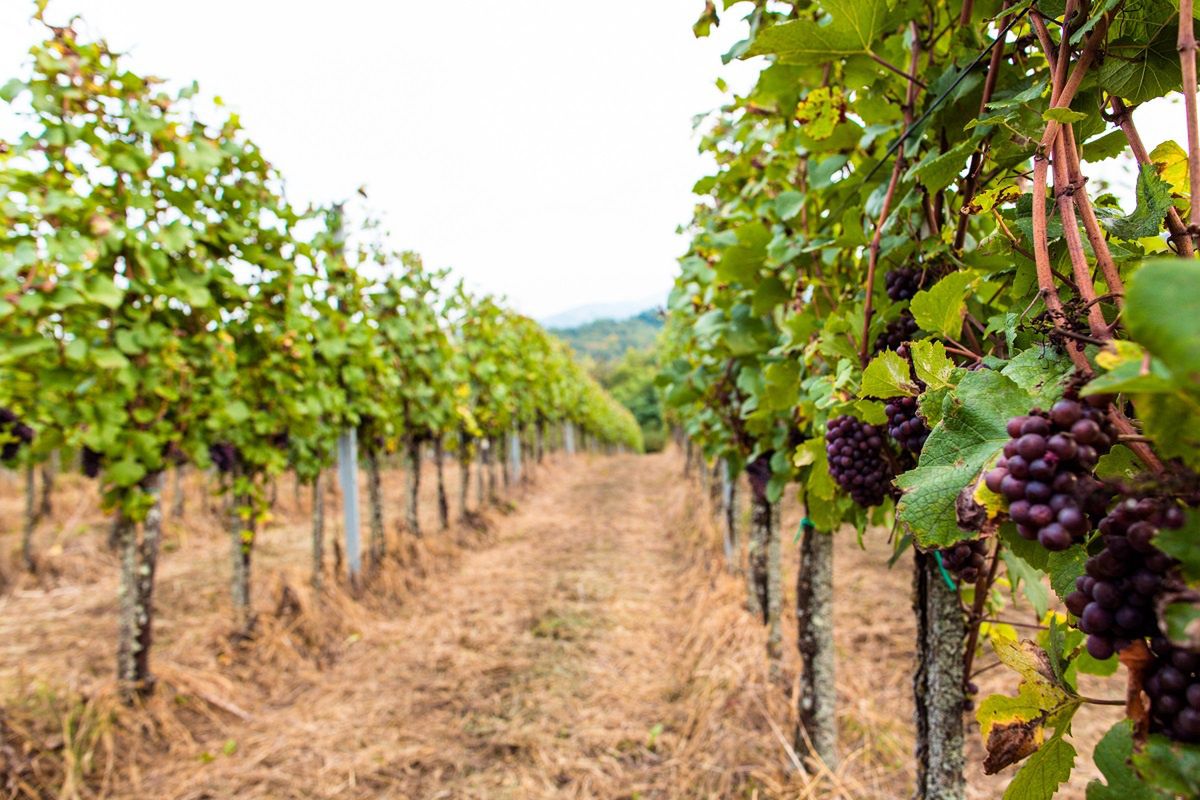 Ozalj, berba Wiele winnic można zwiedzać, a spacery te są połączone z degustacją win. Wine and walk – brzmi jak doskonały plan!