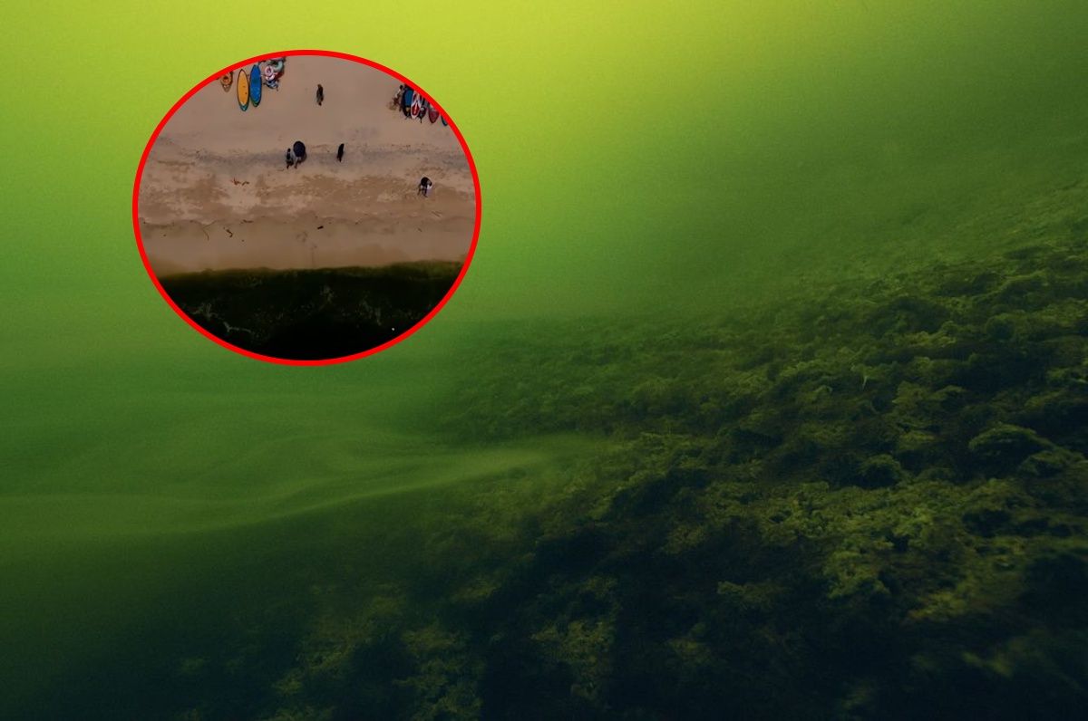 Sea at Ko Lan turned green from phytoplankton bloom