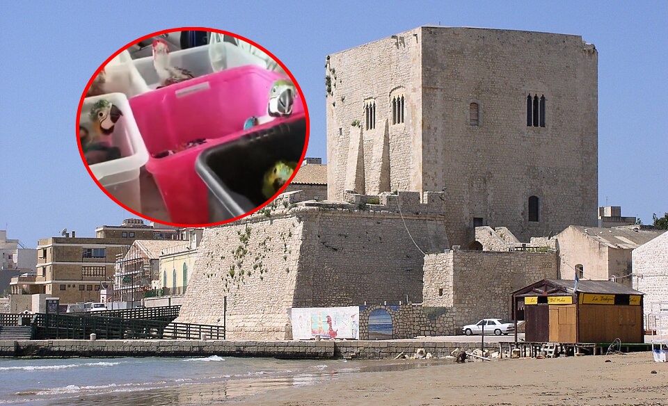 Man caught trying to smuggle 300 turtles and 77 parrots to Malta