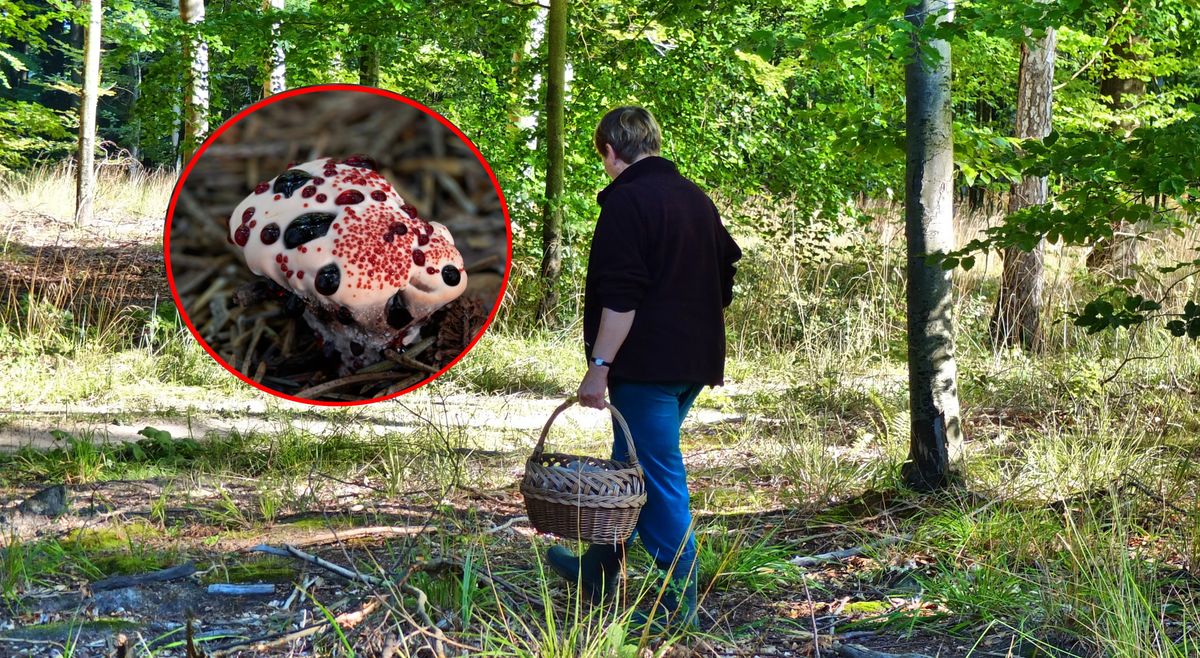 Świecące i pachnące padliną: niezwykłe grzyby w polskich lasach
