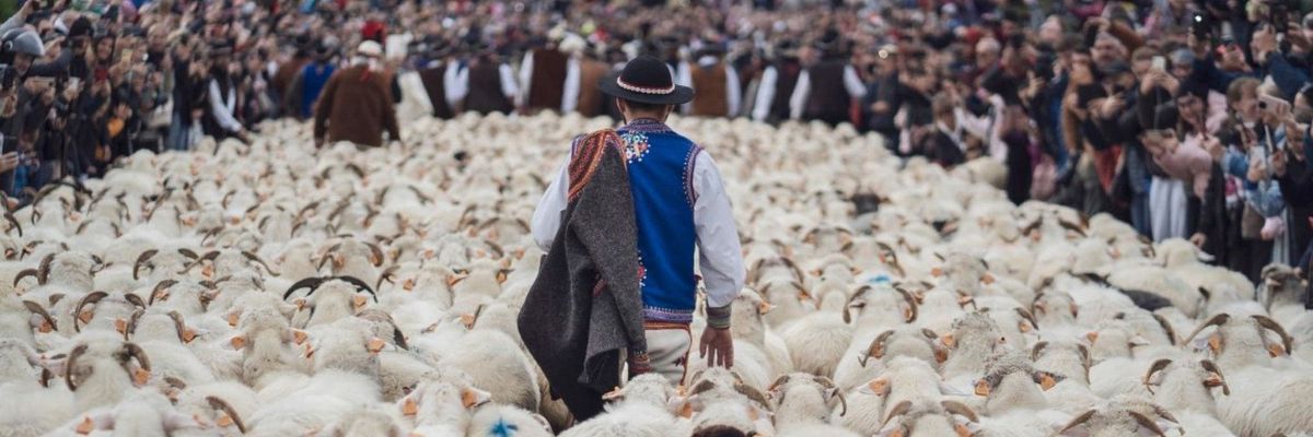 Jesienny Redyk w Szczawnicy od 8 do 10 października: owce, bacowie i Pieniny