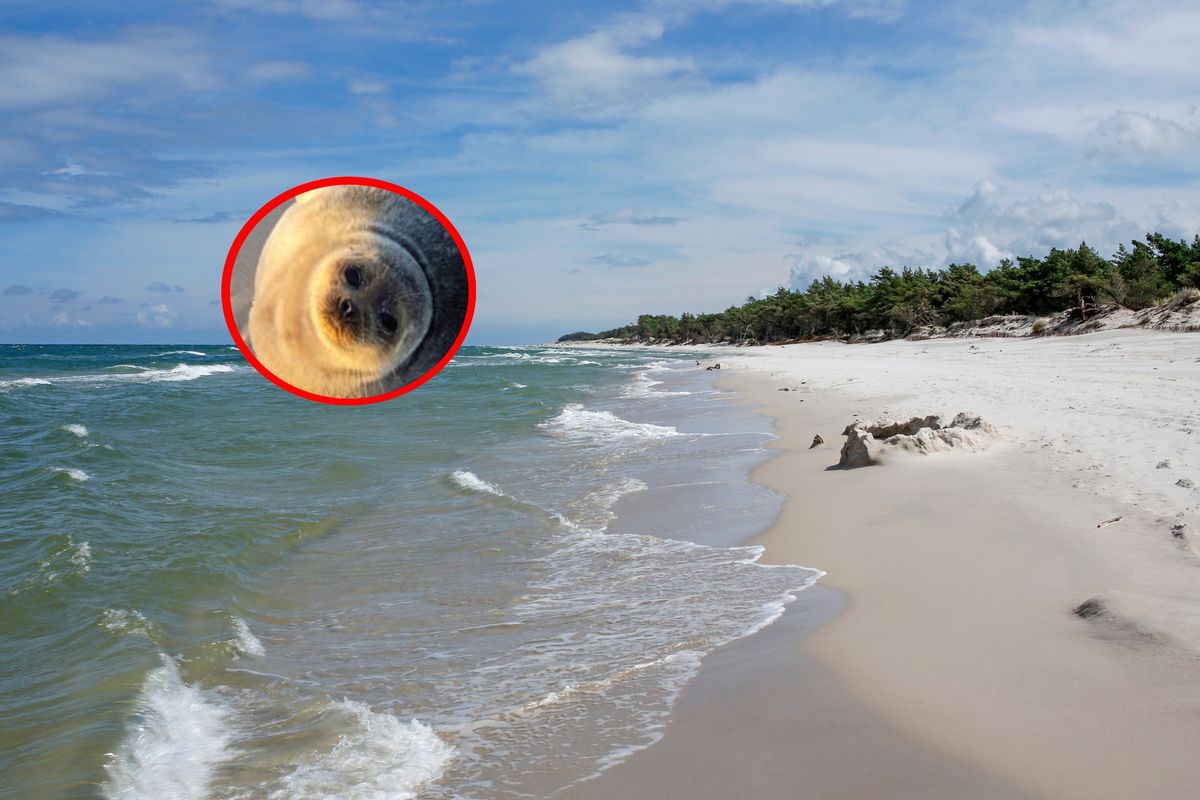 Ringed seal rests on Polish coast near Stilo lighthouse