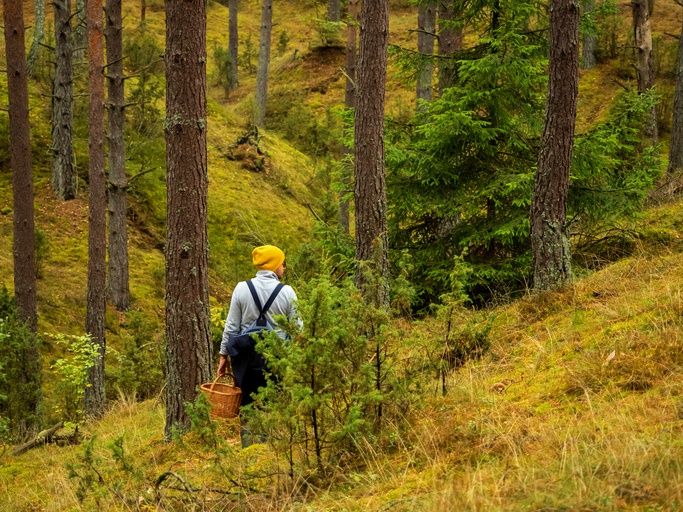 Mushroom tourism booms in Europe as foraging becomes travel destination