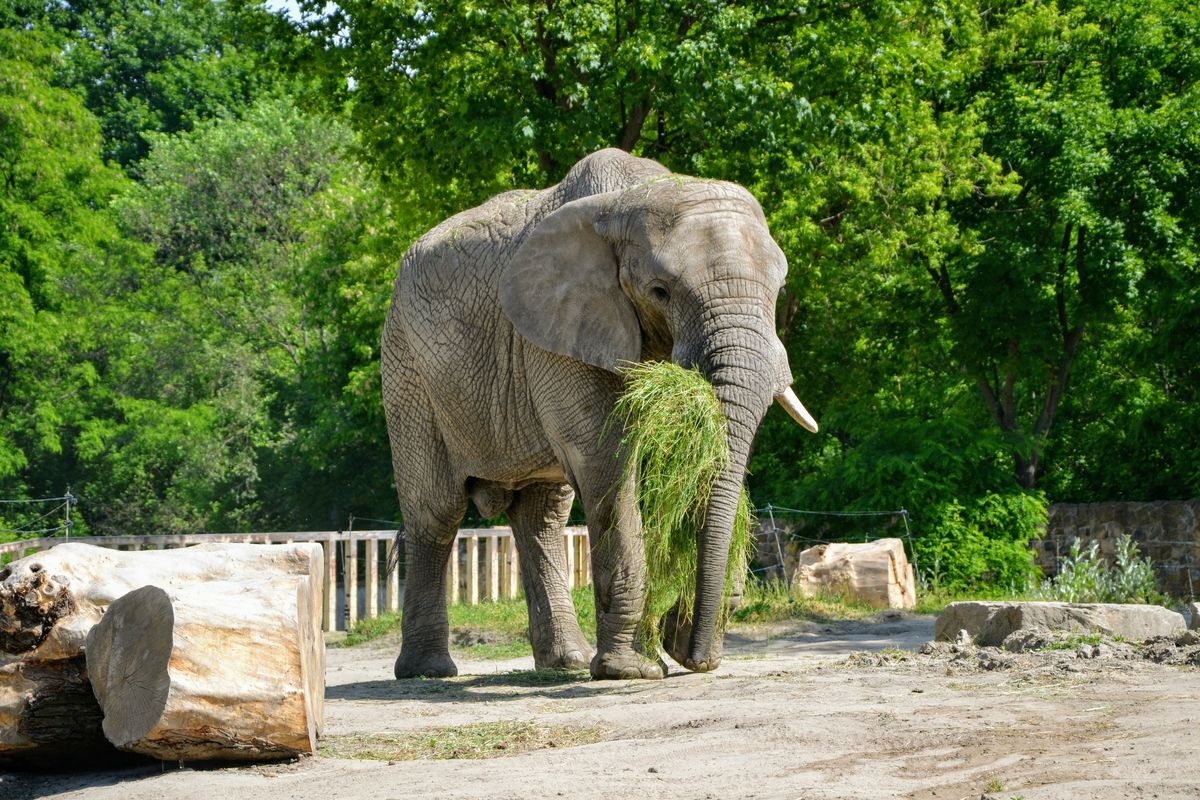 Gdańskie zoo żegna ostatnią słonicę: Wiki wyjeżdża do Francji