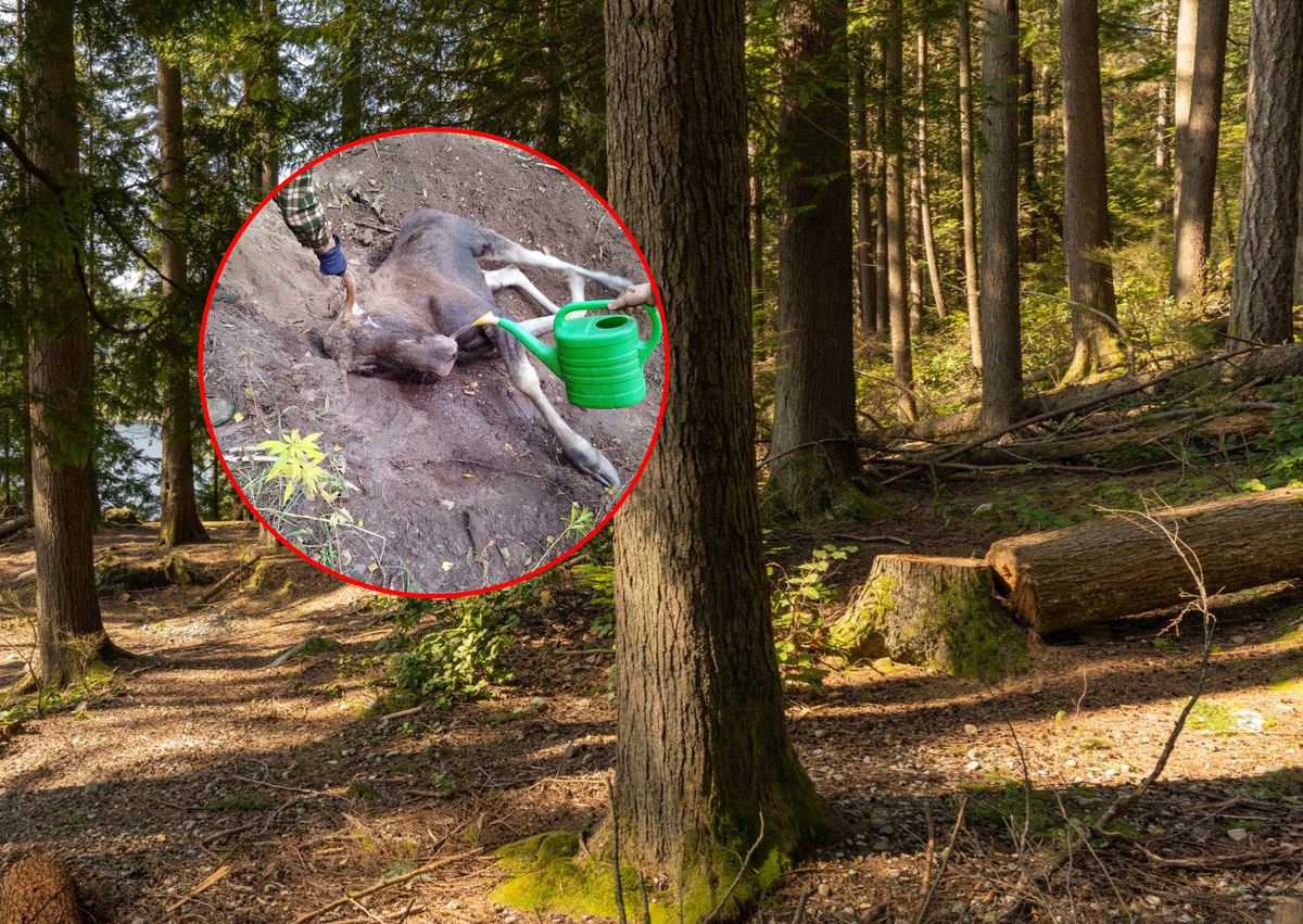 Leśnicy z Torunia uratowali łosia zaplątanego w korzenie brzozy