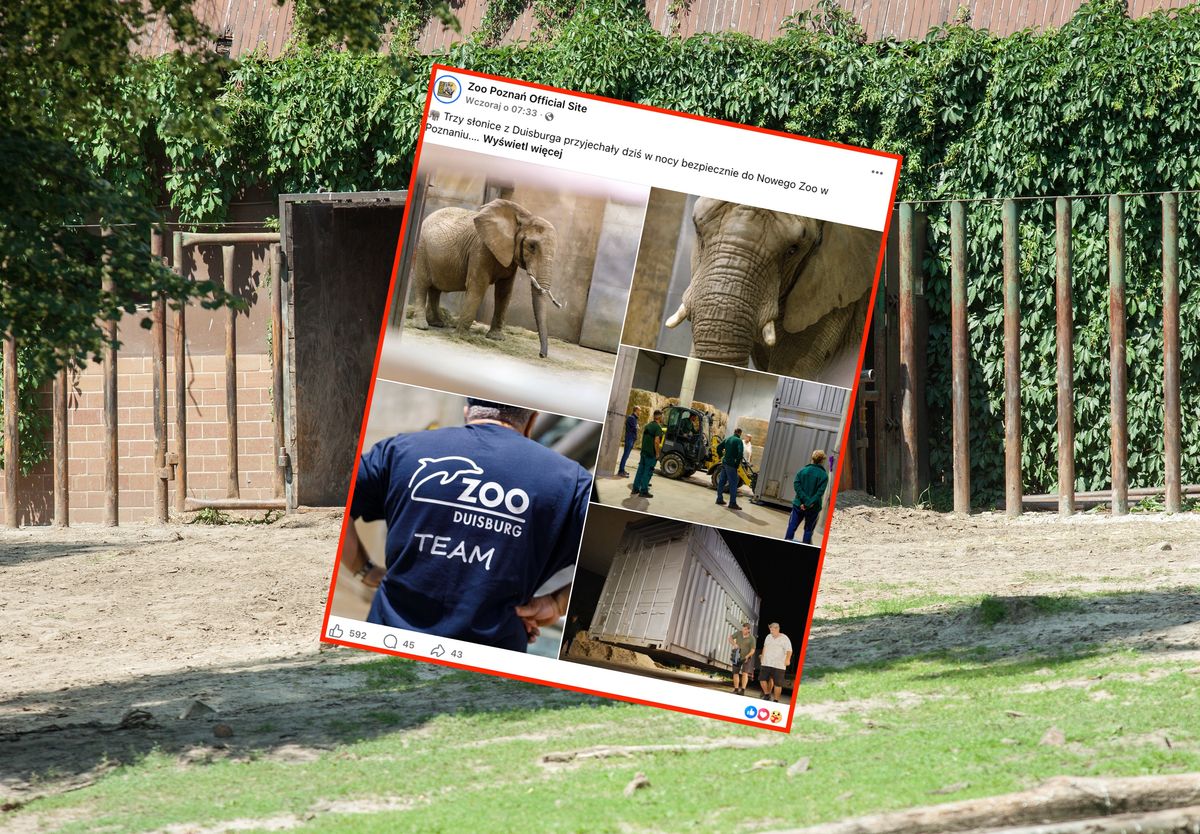 Trzy słonice z Duisburga zamieszkały w poznańskim zoo: jest spór o wiek