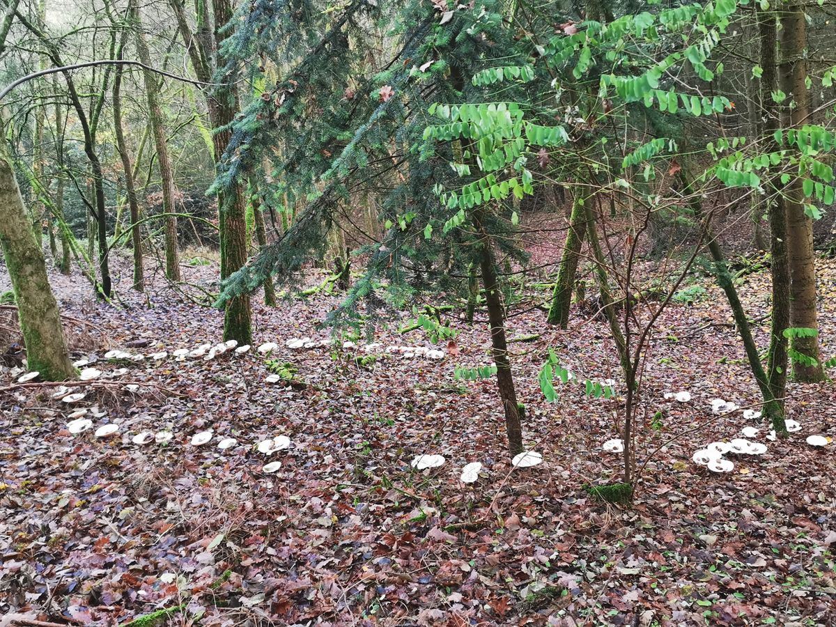 Fairy rings in Polish forests: where do these mysterious circles come from?