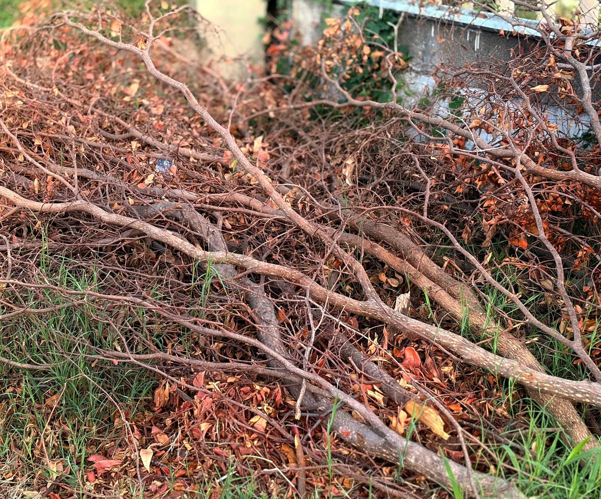 Burning leaves and branches carries fine of 5,000 zloty. Legal disposal methods