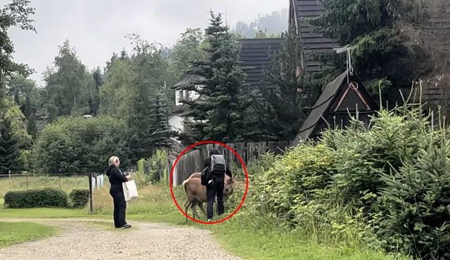 TPN apeluje: nie dotykaj jeleni w Zakopanem, to może być niebezpieczne