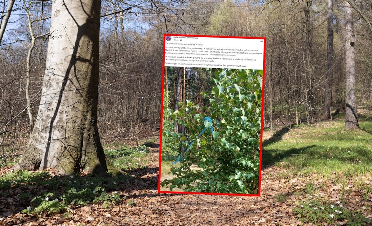 Niebieskie wstążki przy drzewach w lasach: leśnicy proszą, by ich nie ruszać