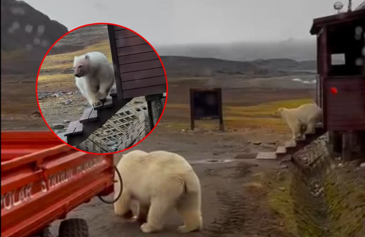 Niedźwiedzie polarne weszły na schody stacji Hornsund na Svalbardzie