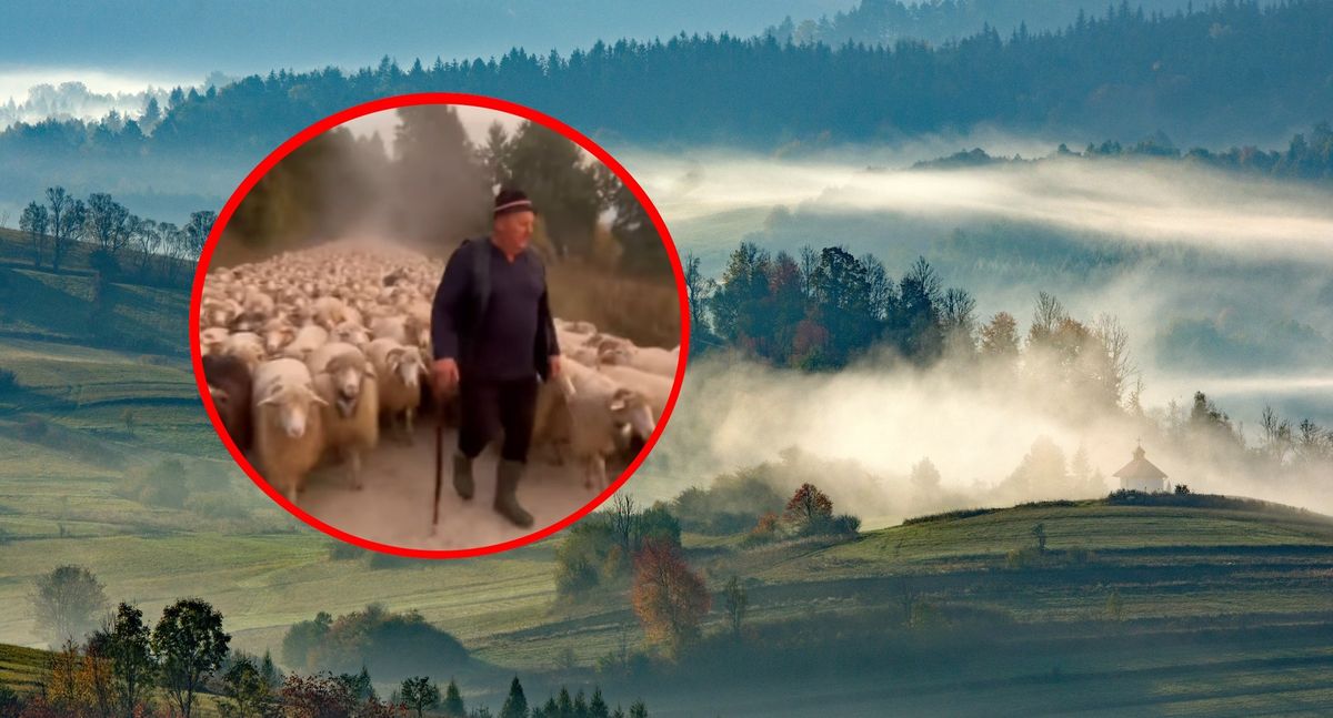 Redyk 1400 owiec z Beskidu Niskiego na Podhale: 180 km trasy