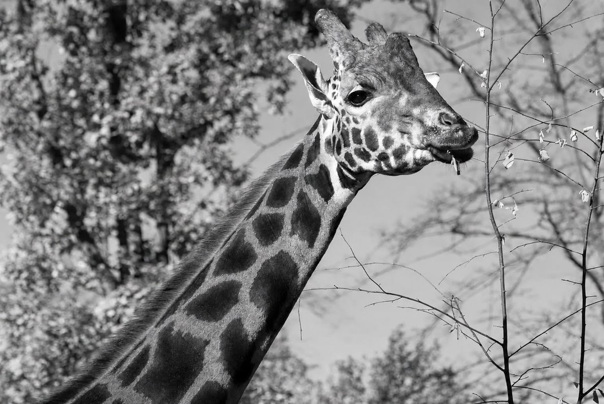 Krakow zoo says goodbye to giraffe Denar after 13 years