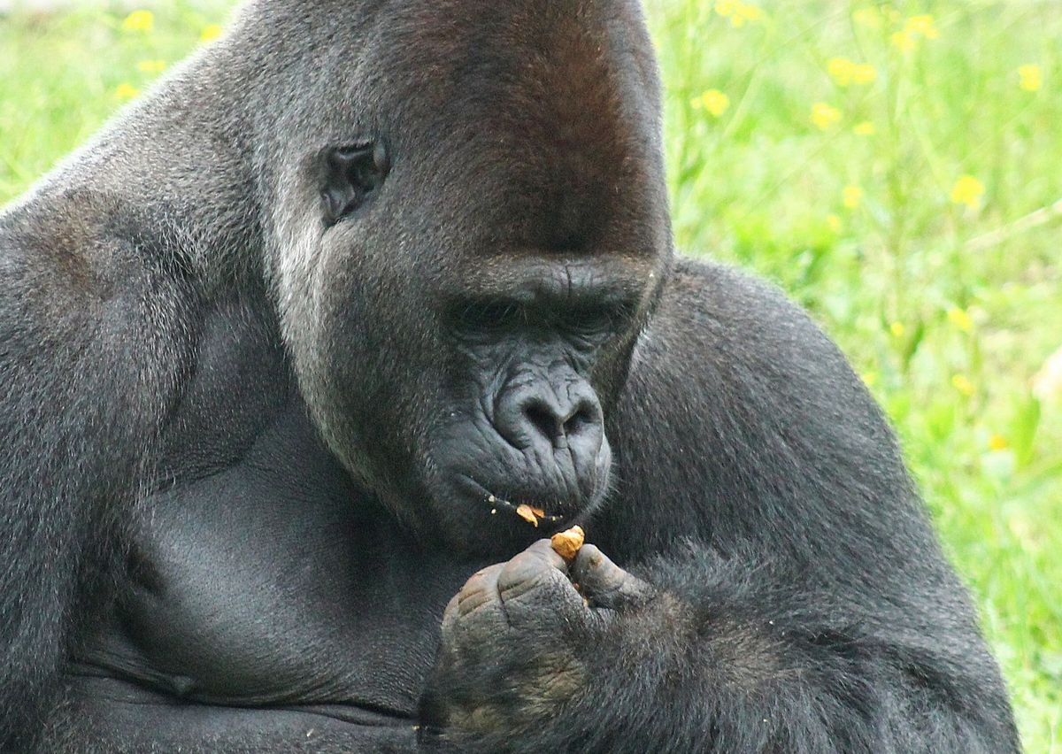 Warszawskie zoo zbiera żołędzie i orzechy dla zwierząt: jest jeden warunek