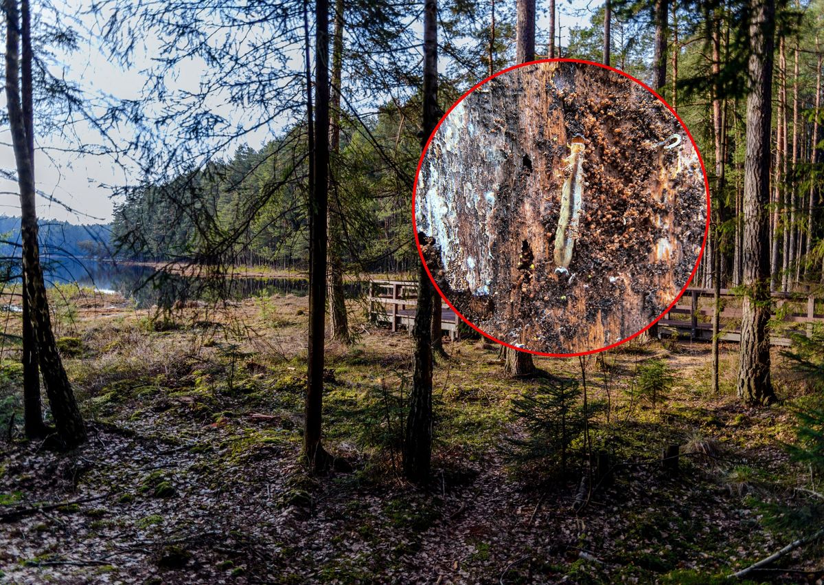 Pierwsze odkrycie rzadkiego chrząszcza w Wigierskim Parku Narodowym