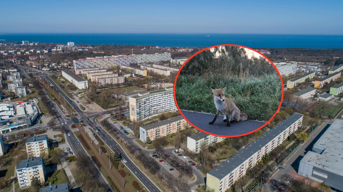 Agresywne zwierzę atakuje psy na gdańskim Przymorzu Małym