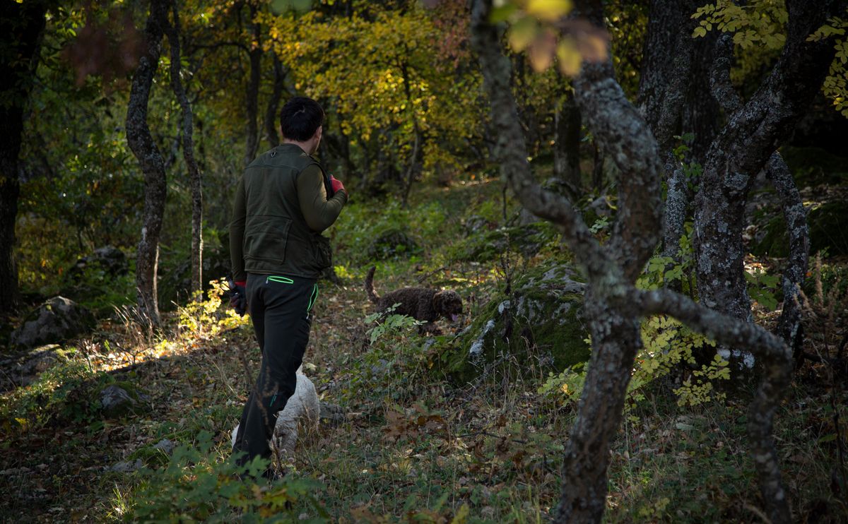 Truffle-hunting dog unearths cocaine worth 25,000 euros in Abruzzo