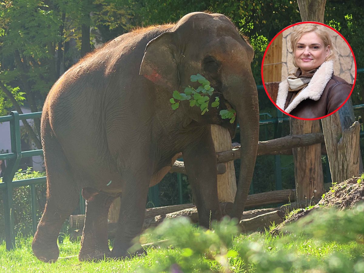 Wiki, 62-letnia słonica z gdańskiego zoo, wyjeżdża do Francji