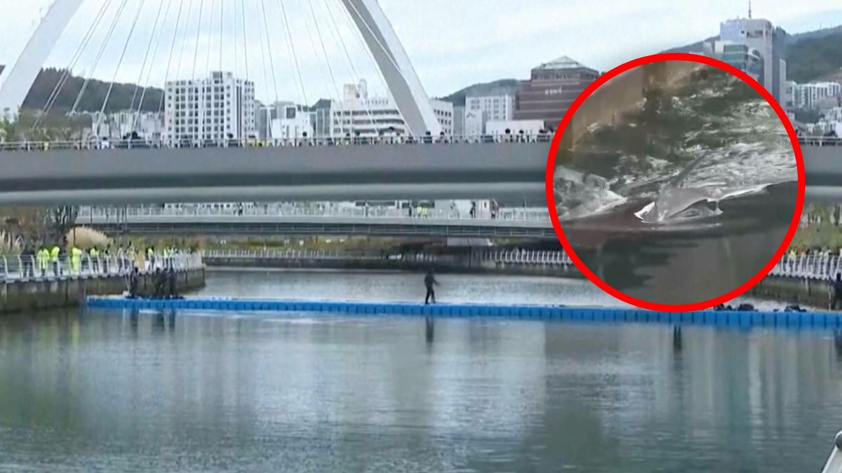 Rekin z Busan: po miesiącu w kanale wypłynął wreszcie w morze