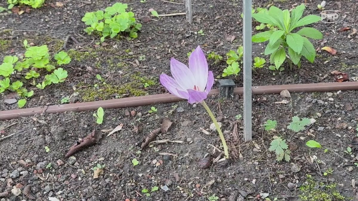 Magnolia zakwitła jesienią w Łodzi: ciepło uruchomiło uśpione zawiązki kwiatów