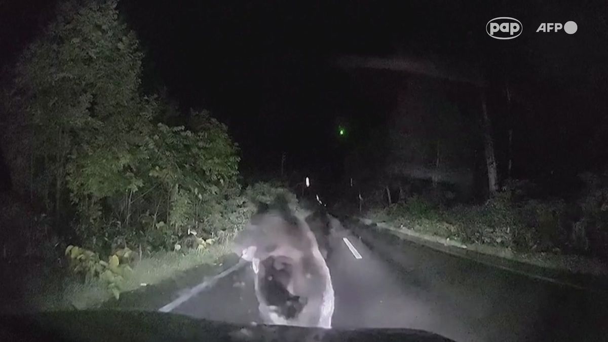 Niedźwiedź brunatny rzucił się na maskę auta na Hokkaido
