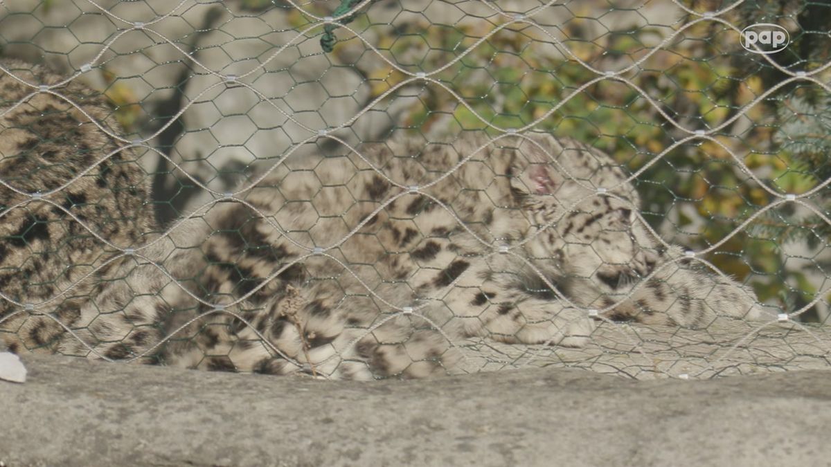 Trojaczki irbisów śnieżnych wyszły na wybieg w warszawskim zoo