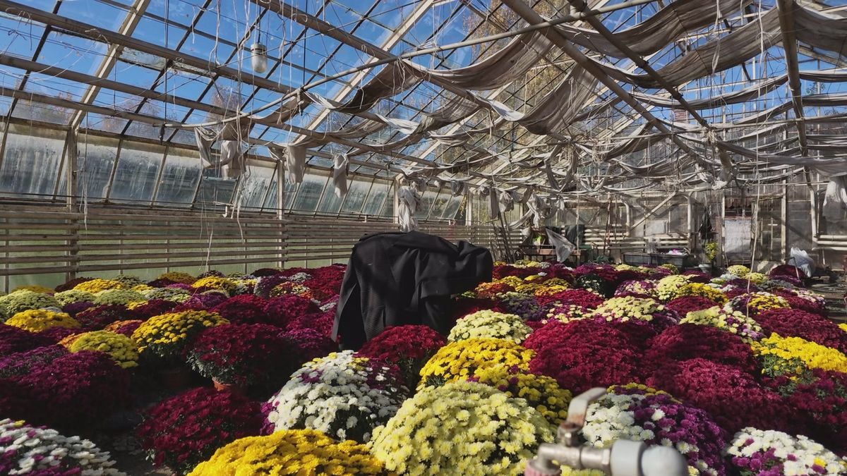 Benedictine nuns in Staniątki sell chrysanthemums to save abbey