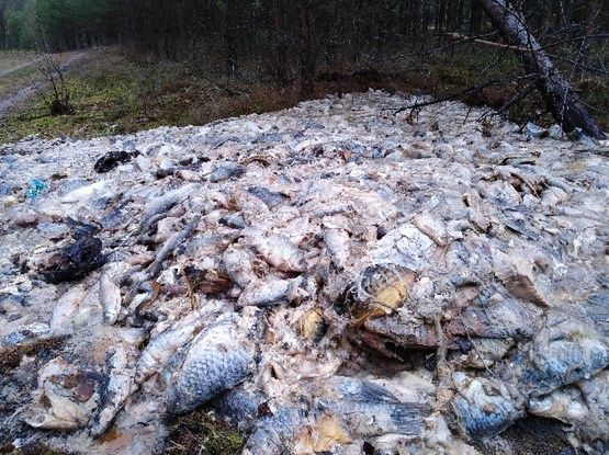 700 kilogramów ryb wyrzuconych do lasu. Leśnicy alarmują