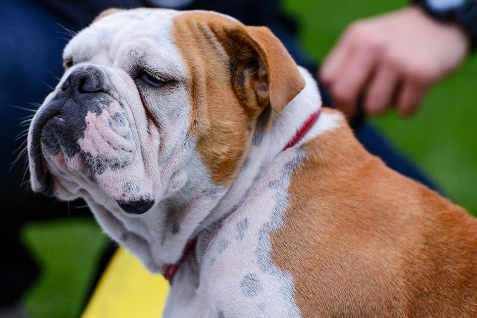 Buldogi i mopsy zakazane. Holandia rozpoczyna walkę z hodowcami o2