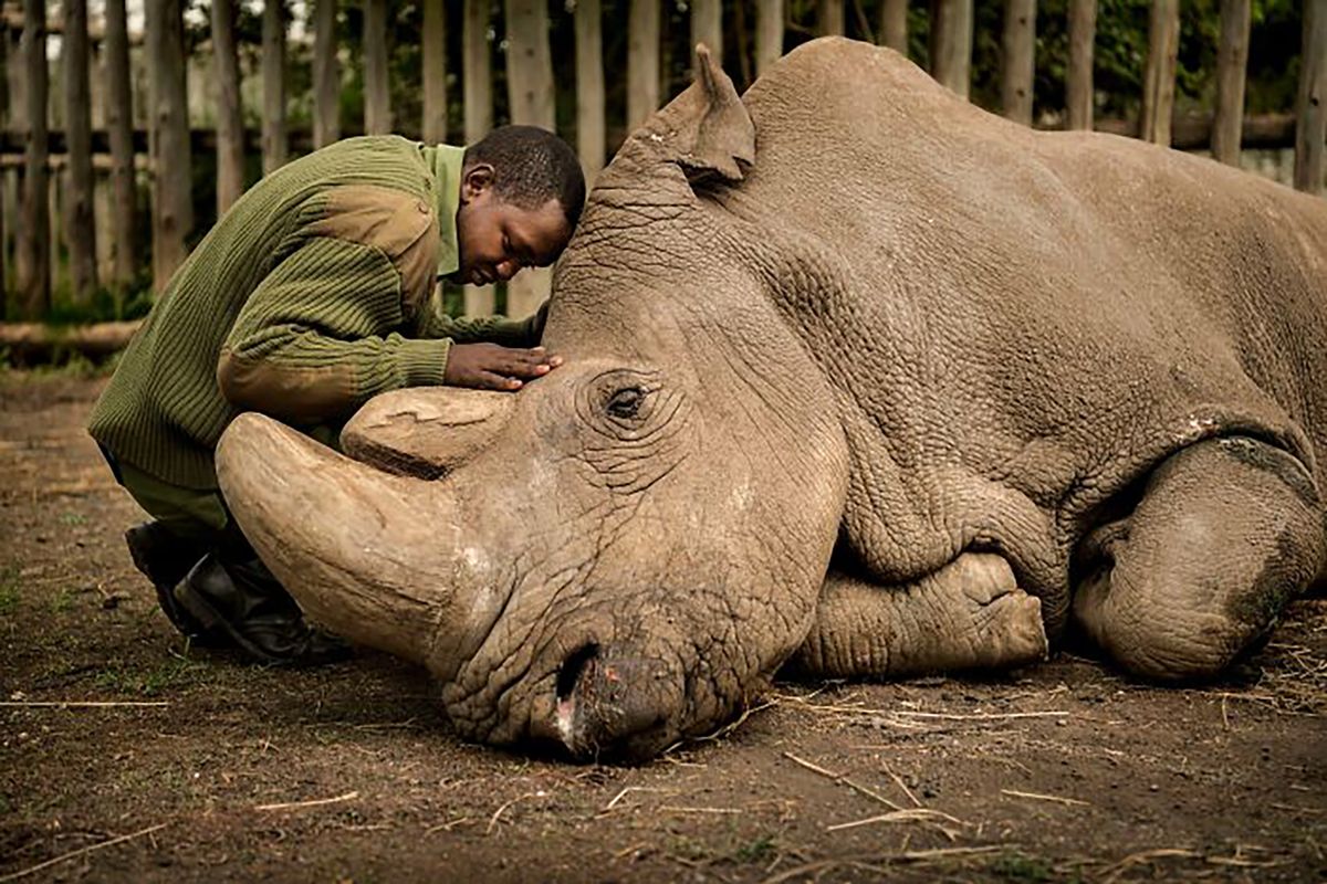 Wildlife Photographer of the Year 2021. Oto najlepsze zdjęcia według