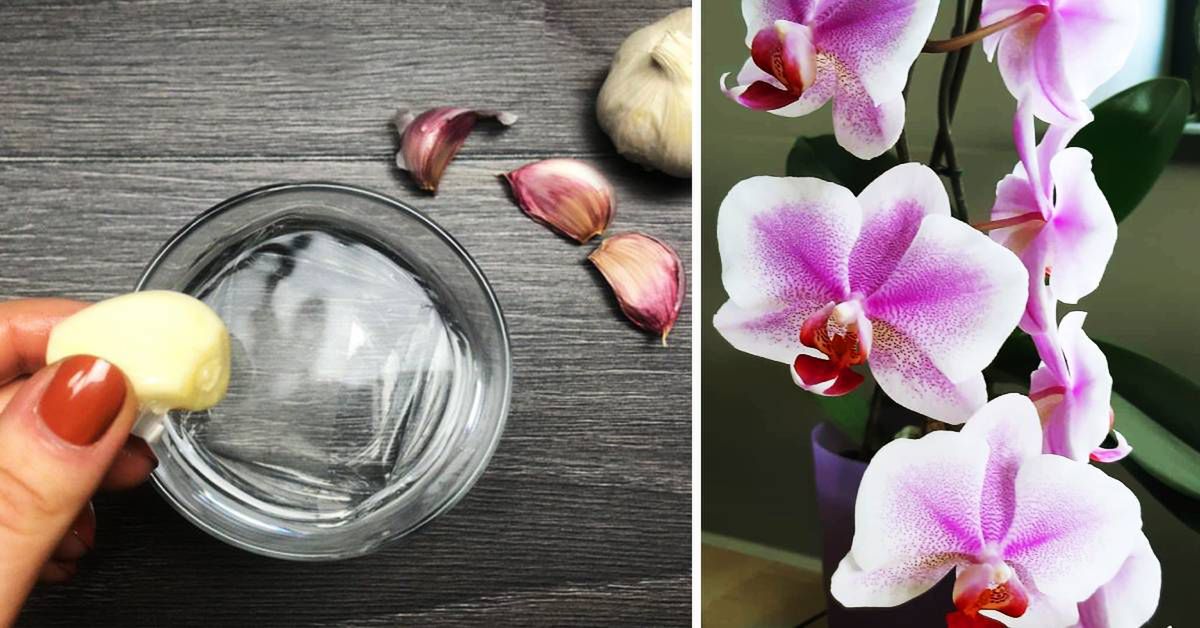 Woda z czosnkiem ta mikstura pomoże przy przeziębieniu i nie tylko Woda z czosnkiem ta mikstura pomoże przy przeziębieniu i nie tylko