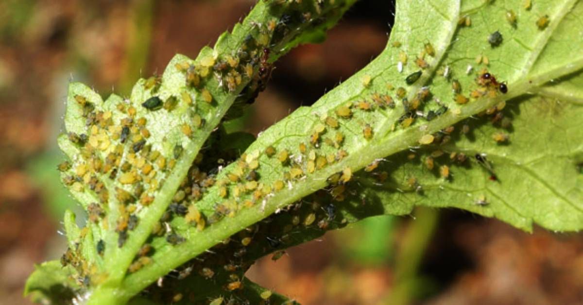 Natural Ways to Kill off Aphids Instantly