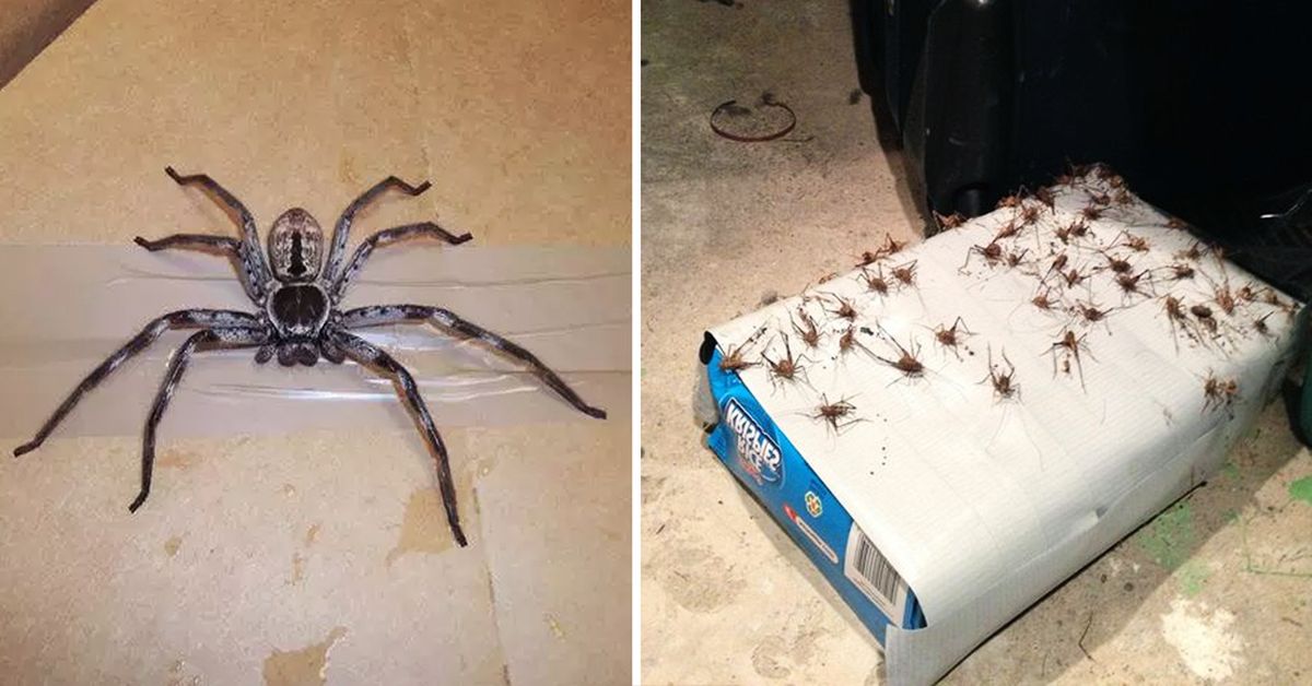 Repelling Spiders from Your House 7 Effective Ways